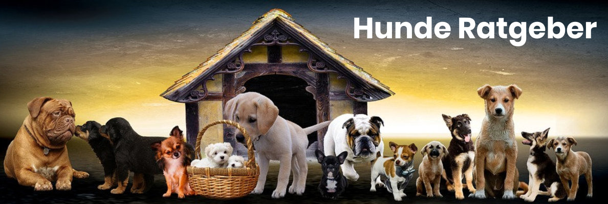 Hunde Ratgeber Hunde Ratgeber